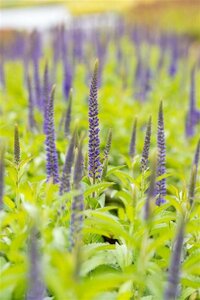 Veronica longif. 'Blauriesin' geen maat specificatie 0,55L/P9cm - afbeelding 3