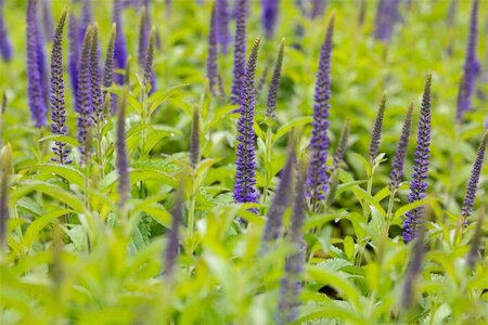 Veronica longif. 'Blauriesin' geen maat specificatie 0,55L/P9cm - afbeelding 4