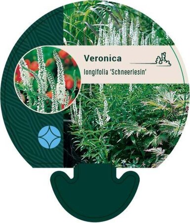 Veronica longif. 'Schneeriesin' geen maat specificatie 0,55L/P9cm - afbeelding 2