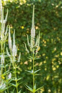 Veronica longif. 'Schneeriesin' geen maat specificatie 0,55L/P9cm - afbeelding 1