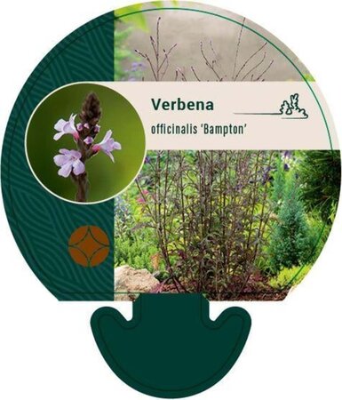 Verbena officinalis 'Bampton' geen maat specificatie 0,55L/P9cm