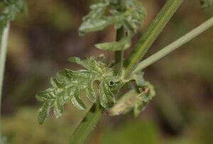 Verbena officinalis geen maat specificatie 0,55L/P9cm - image 2