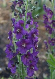 Verbascum phoeniceum geen maat specificatie 0,55L/P9cm