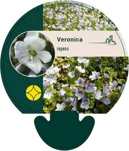 Veronica repens geen maat specificatie 0,55L/P9cm - afbeelding 1