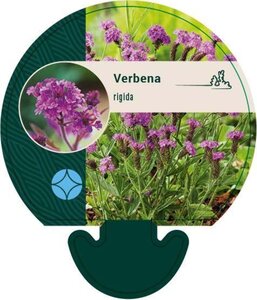 Verbena rigida geen maat specificatie 0,55L/P9cm - afbeelding 4