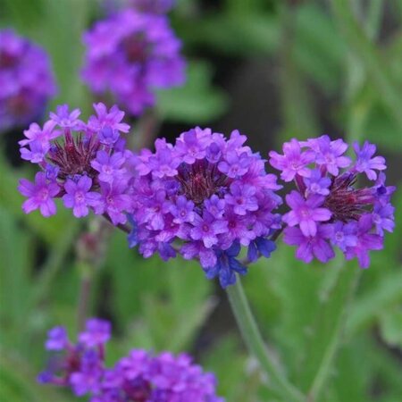 Verbena rigida geen maat specificatie 0,55L/P9cm - afbeelding 5