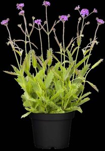 Verbena rigida geen maat specificatie 0,55L/P9cm - afbeelding 2