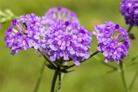 Verbena rigida geen maat specificatie 0,55L/P9cm - afbeelding 3