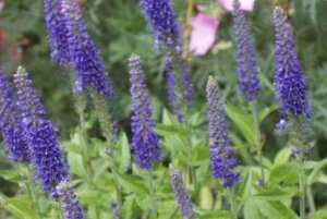 Veronica longifolia geen maat specificatie 0,55L/P9cm - afbeelding 1