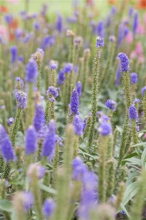 Veronica longifolia geen maat specificatie 0,55L/P9cm - afbeelding 2