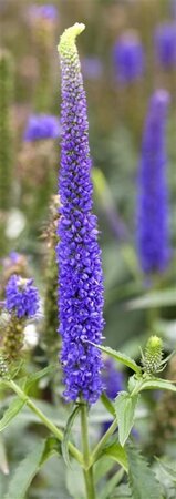 Veronica longifolia geen maat specificatie 0,55L/P9cm - afbeelding 3