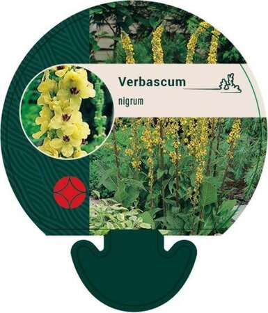 Verbascum nigrum geen maat specificatie 0,55L/P9cm - afbeelding 3