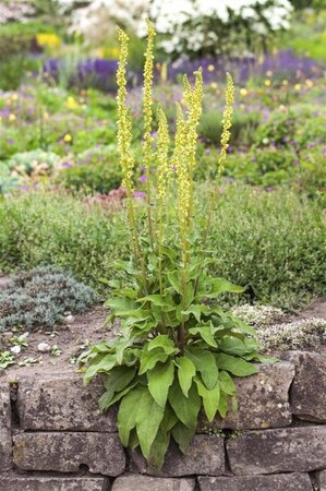 Verbascum nigrum geen maat specificatie 0,55L/P9cm - afbeelding 2