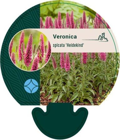 Veronica spic. 'Heidekind' geen maat specificatie 0,55L/P9cm