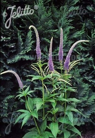 Veronicastrum sibiricum geen maat specificatie 0,55L/P9cm