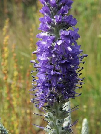 Veronica spicata incana geen maat specificatie 0,55L/P9cm - afbeelding 1