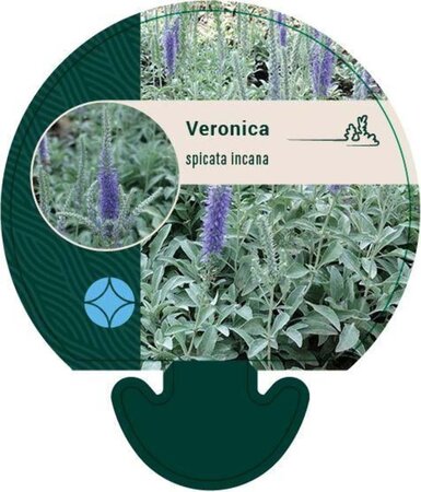 Veronica spicata incana geen maat specificatie 0,55L/P9cm - afbeelding 3