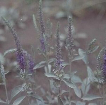 Veronica spicata incana geen maat specificatie 0,55L/P9cm - afbeelding 2