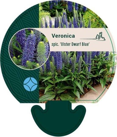 Veronica spic. 'Ulster Dwarf Blue' geen maat specificatie 0,55L/P9cm - afbeelding 2