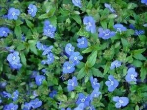 Veronica umbrosa 'Georgia Blue' geen maat specificatie 0,55L/P9cm