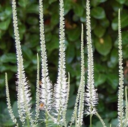 Veronicastrum virg. 'Album' geen maat specificatie 0,55L/P9cm - afbeelding 3