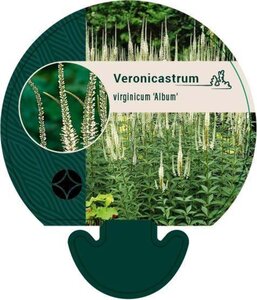 Veronicastrum virg. 'Album' geen maat specificatie 0,55L/P9cm - afbeelding 4