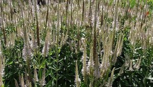 Veronicastrum virg. 'Album' geen maat specificatie 0,55L/P9cm - afbeelding 2