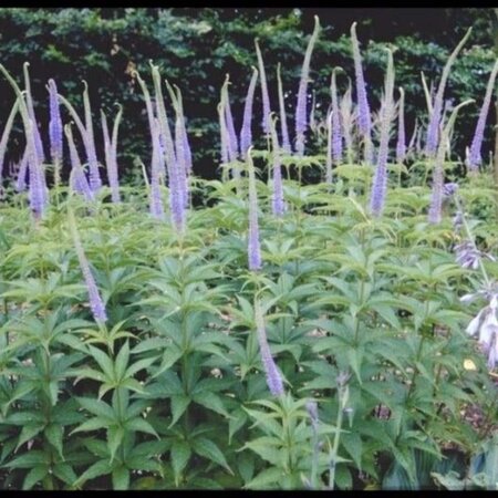 Veronicastrum virg. 'Apollo' geen maat specificatie 0,55L/P9cm - afbeelding 2