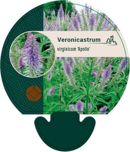 Veronicastrum virg. 'Apollo' geen maat specificatie 0,55L/P9cm - afbeelding 1