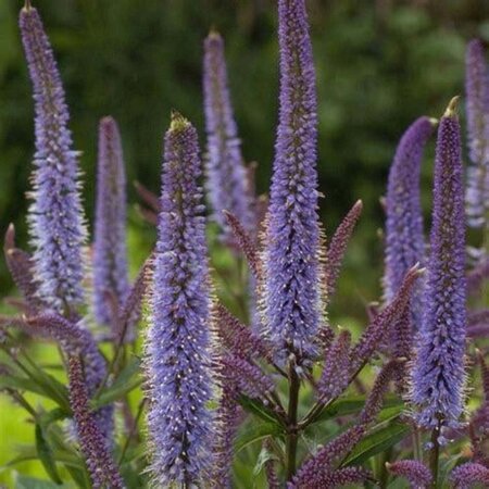 Veronicastrum virg. 'Cupid' geen maat specificatie 0,55L/P9cm - afbeelding 2