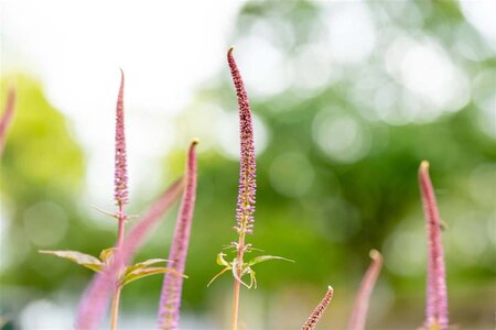 Veronicastrum virg. 'Cupid' geen maat specificatie 0,55L/P9cm - afbeelding 1