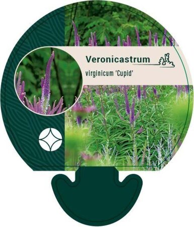 Veronicastrum virg. 'Cupid' geen maat specificatie 0,55L/P9cm - afbeelding 3