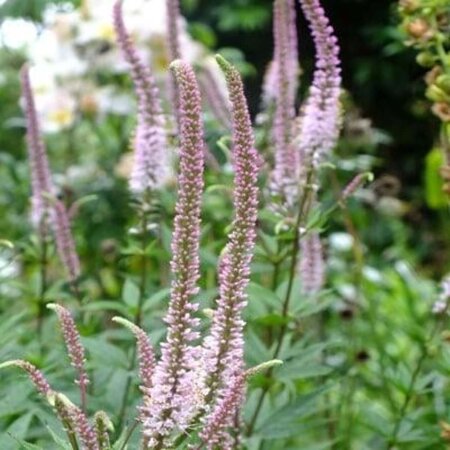 Veronicastrum virg. 'Erika' geen maat specificatie 0,55L/P9cm - afbeelding 2