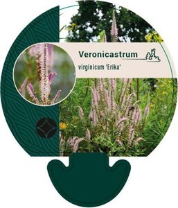 Veronicastrum virg. 'Erika' geen maat specificatie 0,55L/P9cm - afbeelding 1