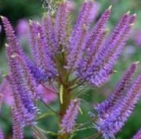 Veronicastrum virg. 'Fascination' geen maat specificatie 0,55L/P9cm - afbeelding 3