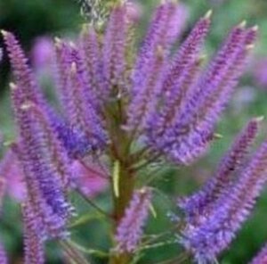 Veronicastrum virg. 'Fascination' geen maat specificatie 0,55L/P9cm - afbeelding 3