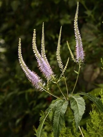 Veronicastrum virg. 'Fascination' geen maat specificatie 0,55L/P9cm - afbeelding 1