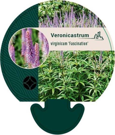 Veronicastrum virg. 'Fascination' geen maat specificatie 0,55L/P9cm - afbeelding 4