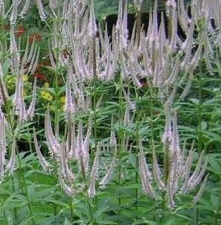 Veronicastrum virg. 'Roseum' geen maat specificatie 0,55L/P9cm - afbeelding 1