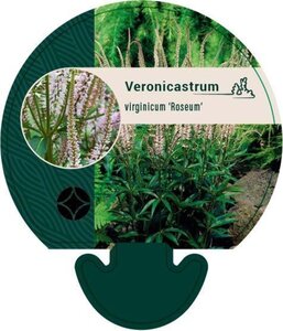 Veronicastrum virg. 'Roseum' geen maat specificatie 0,55L/P9cm - afbeelding 2