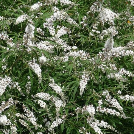 Vitex agnus-castus 'Albus' 40-50 cm cont. 3,0L