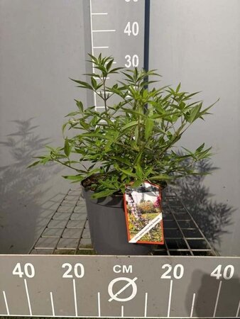 Vitex agnus-castus Pink Pinnacle 30-40 cm cont. 3,0L - afbeelding 2