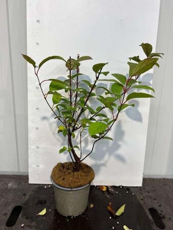 Viburnum bodn. 'Charles Lamont' 50-60 cm cont. 3,0L