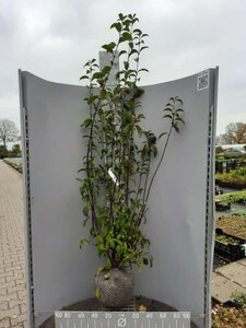 Viburnum bodn. 'Dawn' 125-150 cm met kluit