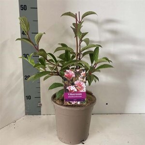 Viburnum bodn. 'Dawn' 40-50 cm cont. 2,0L