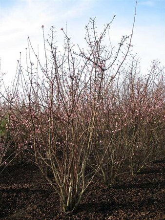 Viburnum bodn. 'Dawn' 50-60 cm cont. 3,0L - afbeelding 1