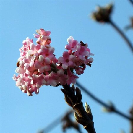 Viburnum bodn. 'Dawn' 50-60 cm cont. 3,0L - afbeelding 2