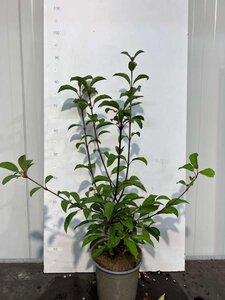 Viburnum bodn. 'Dawn' 50-60 cm cont. 3,0L - afbeelding 3