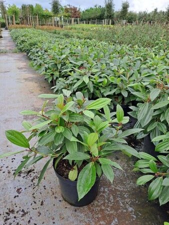 Viburnum davidii 40-50 cm cont. 10L - afbeelding 2