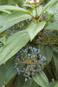 Viburnum davidii geen maat specificatie cont. 3,0L - afbeelding 1